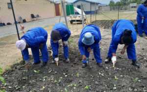 Vegetable production