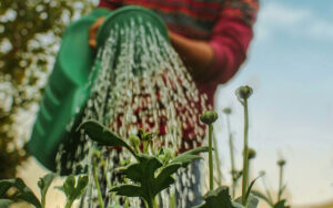 Landscaping and gardening