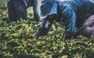 Cash crop production